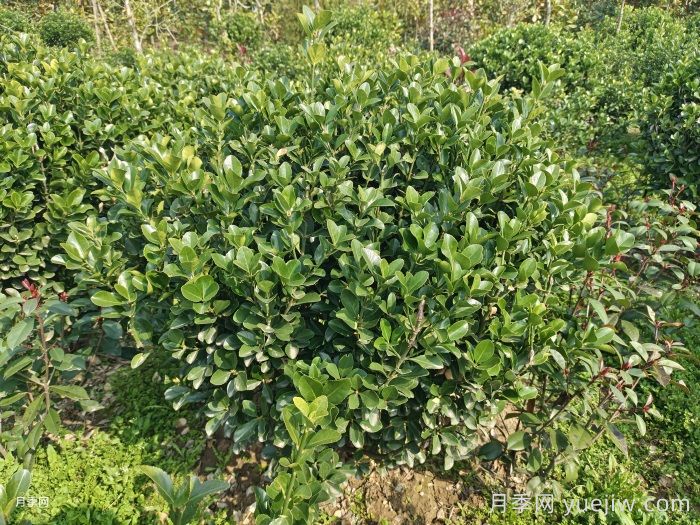 大葉黃楊干枯發(fā)黃怎么辦？(圖1)