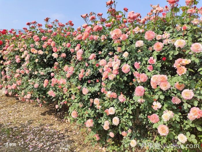 如何在半陰環(huán)境中養(yǎng)護(hù)藤本月季和豐花月季？(圖1)
