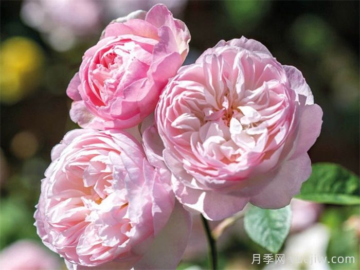 安利9款月季花，被花友吹爆(圖4)