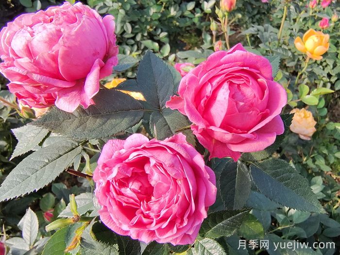 夏天月季養(yǎng)護(hù)要點(diǎn)，輕松應(yīng)對(duì)高溫花期不減(圖1)