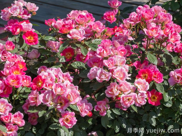 夢(mèng)繁星月季(圖3)