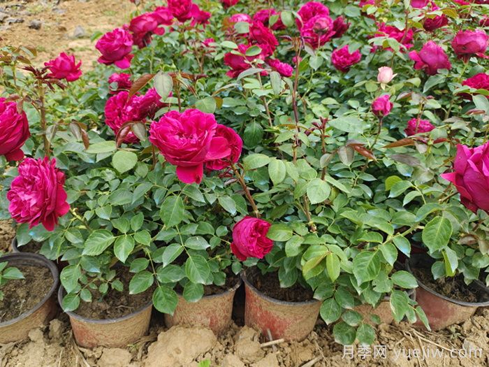 月季花秋季可以換盆嗎？秋天買回的月季如何換盆？(圖1)
