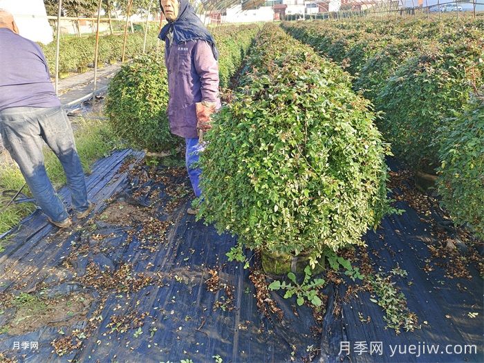 庭院種植常見(jiàn)的觀賞花木品種推薦(圖2)
