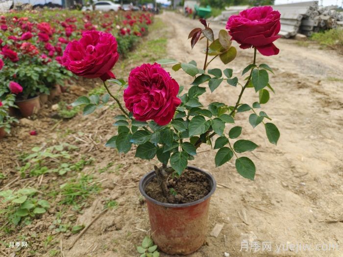 光桿月季先別扔！這樣養(yǎng)護還能爆花！(圖3)