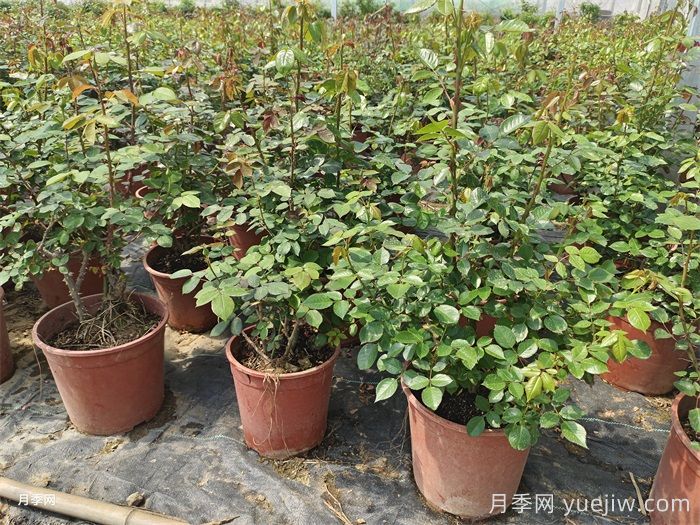 夏天月季光桿什么問題？光桿原因和養(yǎng)護措施(圖2)