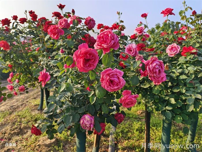 月季花后修剪方法簡介(圖1)