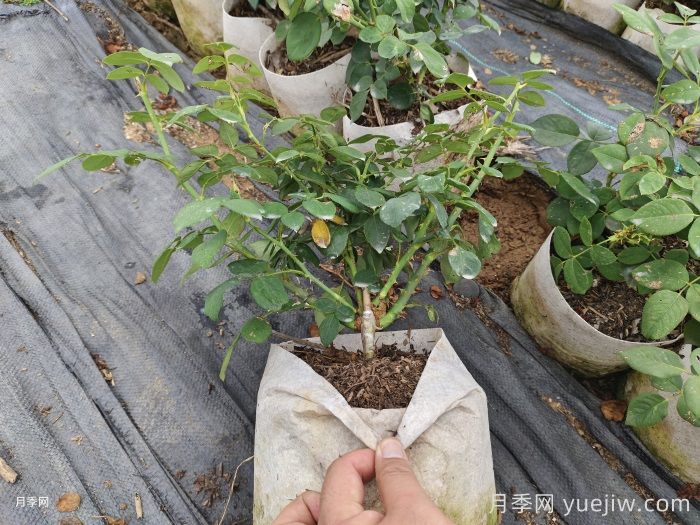 月季花后修剪方法簡介(圖2)