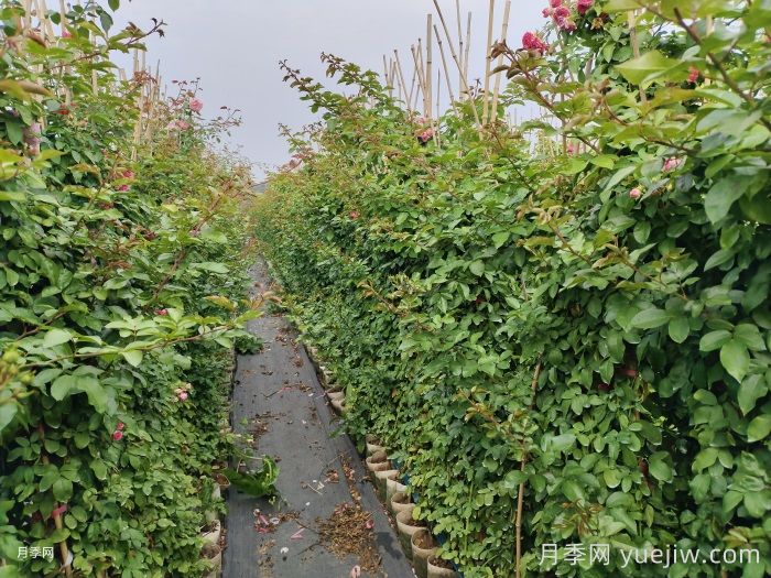 秋季補植補栽如何驗收苗木規(guī)格與質量？(圖2)