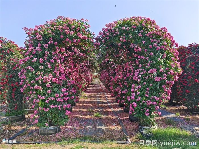 小區(qū)內(nèi)綠化病蟲害怎么治？植物怎么修剪？(圖1)