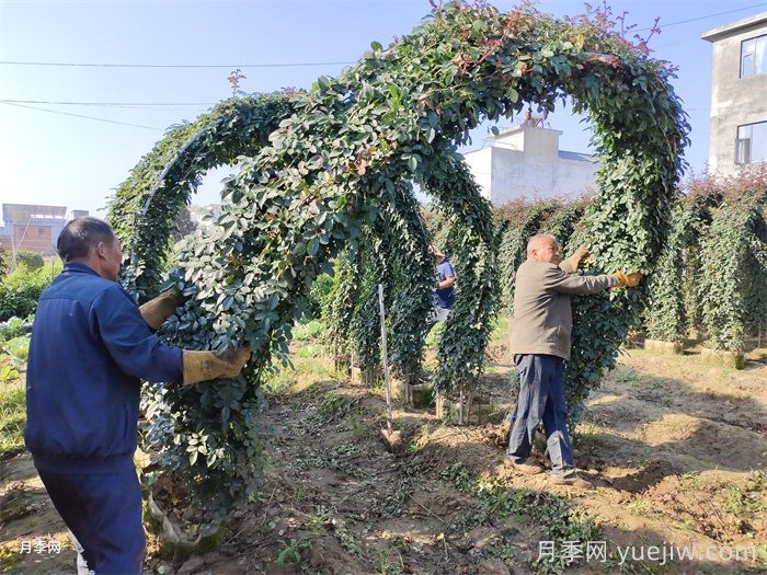 什么時(shí)間是月季苗木栽植的***佳季節(jié)？(圖2)