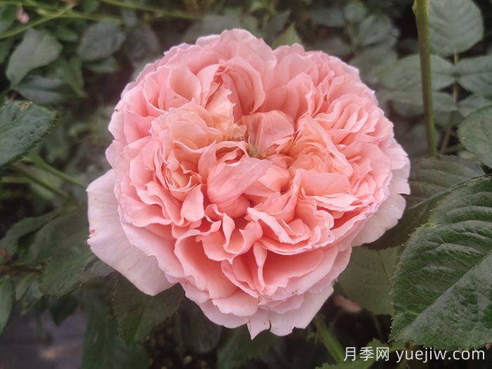 10種經(jīng)典月季花，藏在陽(yáng)臺(tái)上的美好(圖2)