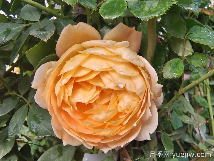 10種經(jīng)典月季花，藏在陽(yáng)臺(tái)上的美好(圖4)