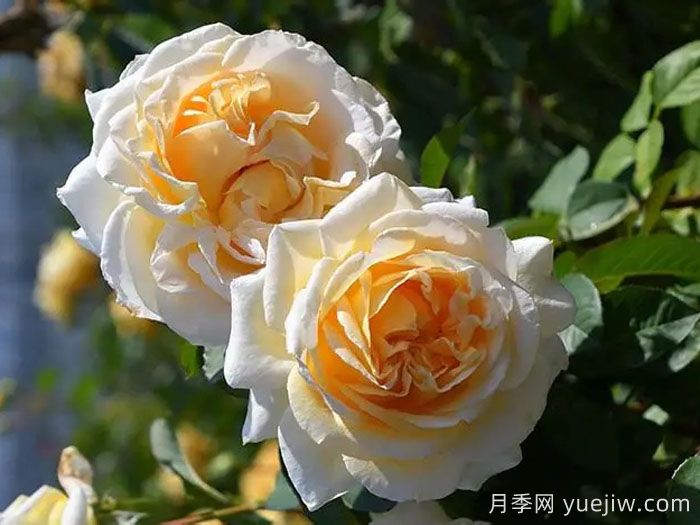 敦煌月季(圖3)
