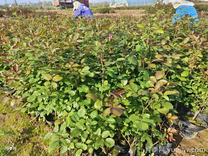 九月份把握秋季好時機，讓園林植物煥發(fā)新生機(圖1)