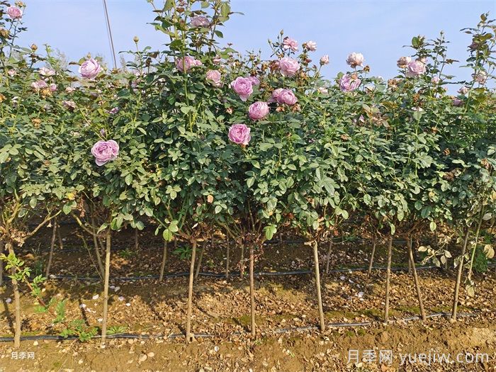 九月份把握秋季好時機，讓園林植物煥發(fā)新生機(圖2)