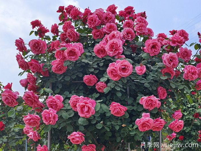 好看且花量大的樹狀月季，適合庭院種植(圖1)