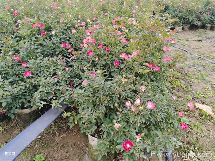 梅雨季節(jié)月季養(yǎng)護指南，陰雨天噴藥施肥教程(圖3)