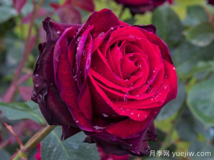 哪個(gè)月季品種更黑？黑巴克、黑魔術(shù)誰更好養(yǎng)？(圖2)