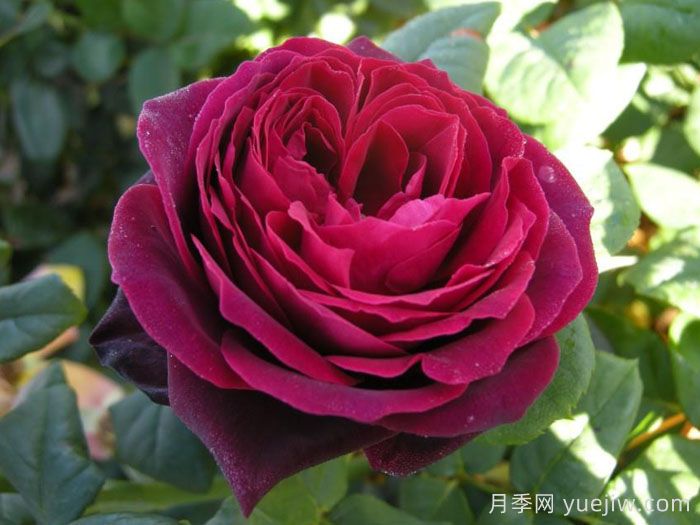 哪個(gè)月季品種更黑？黑巴克、黑魔術(shù)誰更好養(yǎng)？(圖4)