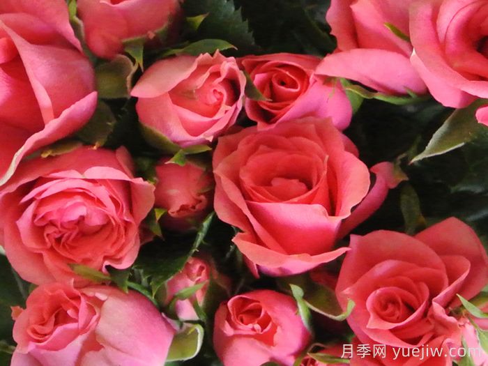 永遠的粉色莫斯科月季(圖1)