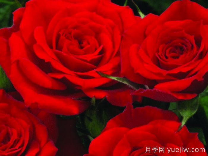永遠(yuǎn)的巴里月季(圖1)