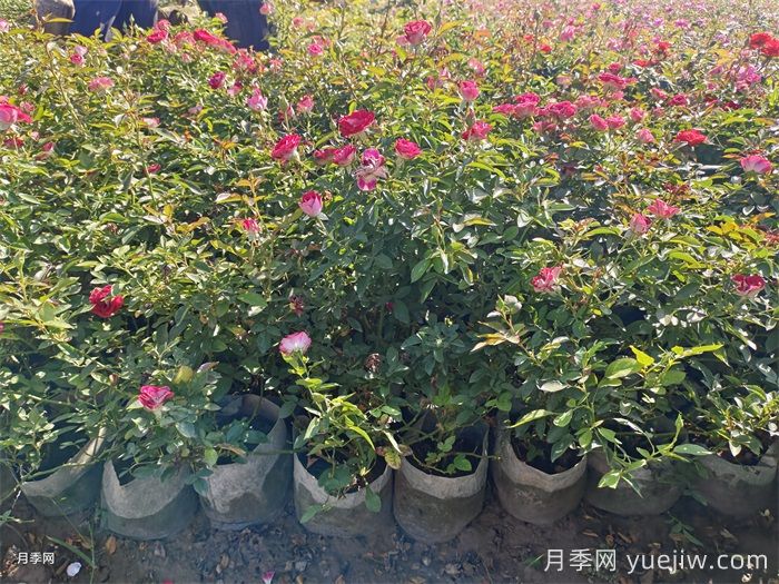  月季秋天可以移栽嗎？(圖2)