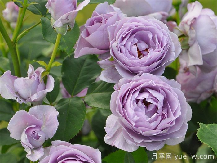 月季坑5年，放棄7款月季，越養(yǎng)越累(圖3)