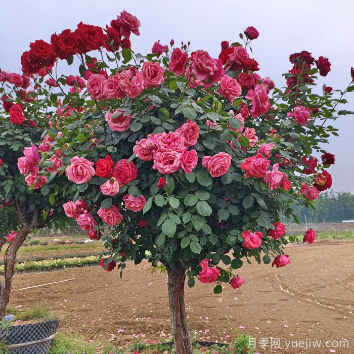 常用苗木專業(yè)術(shù)語，園林人必知(圖1)