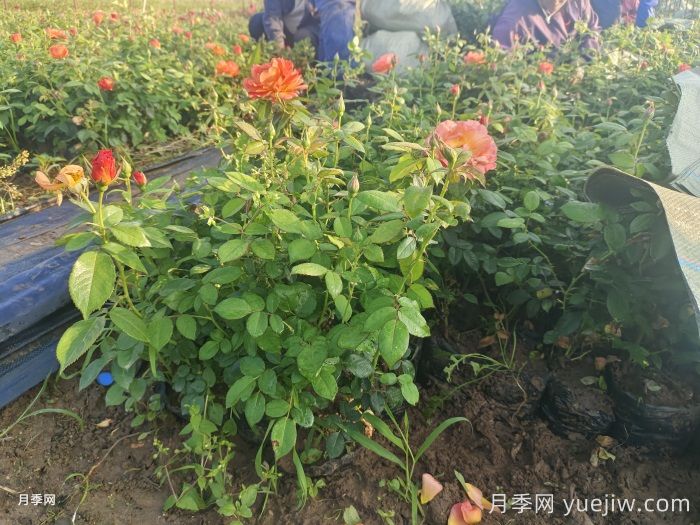 秋天綠化帶適合移栽月季苗嗎？(圖1)