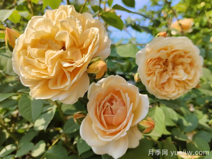 秋季適合栽種什么開花植物？應注意什么？(圖1)