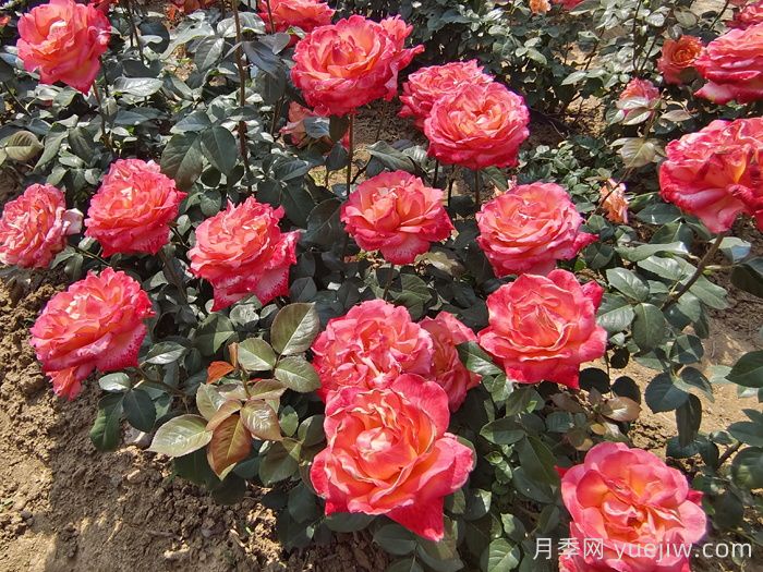 秋天做到這4點，大花月季開爆花(圖1)