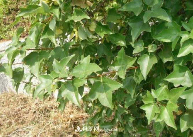 三角楓盆景的制作技術(shù)要點與養(yǎng)護(圖1)