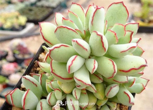 巧克力線，多肉植物(圖1)