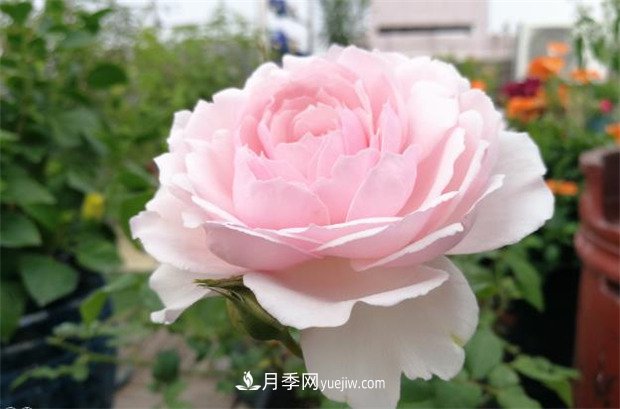 美咲月季，一個驚艷的日本仙女月季品種(圖1)