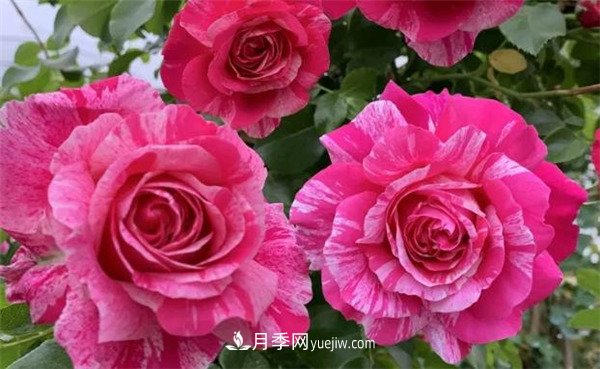 施冬肥，一年中什么時候***適合給月季施肥呢！(圖2)