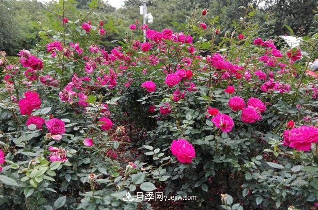 好多年沒(méi)到深圳人民公園看月季花展了，不知今年如何(圖2)