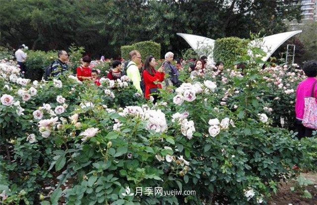 好多年沒(méi)到深圳人民公園看月季花展了，不知今年如何(圖3)