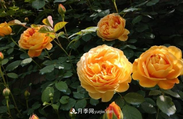 月季施肥用什么肥料好？別亂用不然只長葉不開花(圖1)