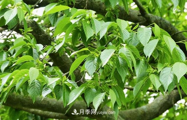 杜仲，可以在北方種植的珍貴樹種苗木(圖1)