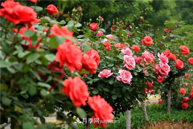 2021年月季人的狀態(tài)：面對復雜，保持歡喜(圖1)