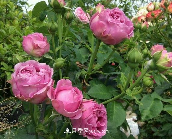 紫霧泡泡月季推薦，花色更是吸引人(圖2)