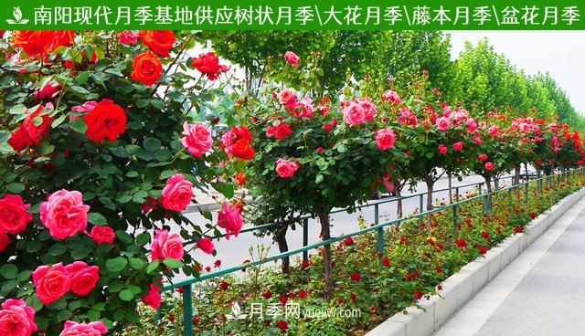 樹狀月季什么時候嫁接？(圖1)