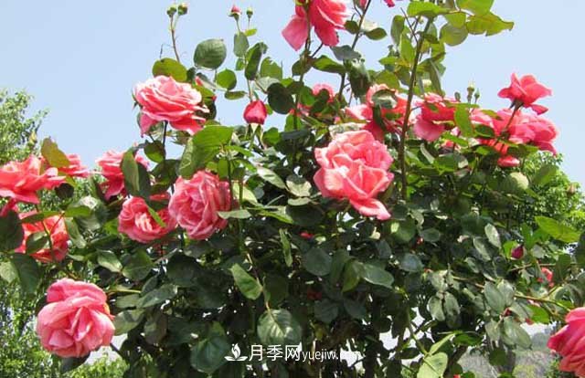 樹狀月季的栽培方式及其特點有哪些？(圖1)