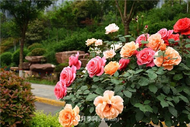 月季花霜霉病怎么預防和治療？(圖1)
