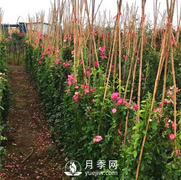 求購藤本月季苗，找月季網(wǎng)基地(圖1)