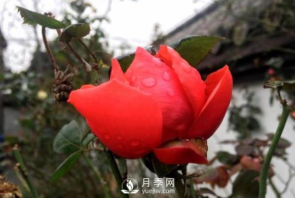 你那里的氣溫能不能種月季？看完這篇就知道了(圖1)