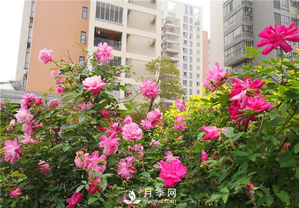 月季秋季養(yǎng)護小知識(圖1)