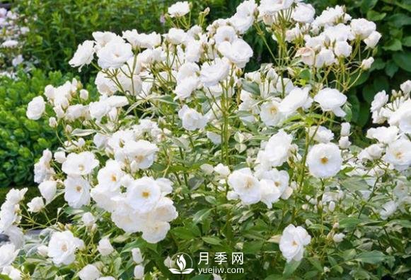為何豐花月季深受工程采購的青睞？(圖1)