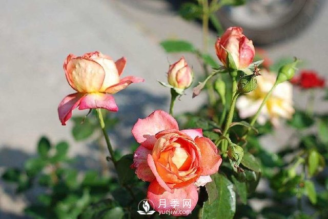 紅土是否可以拿來栽種月季？(圖1)