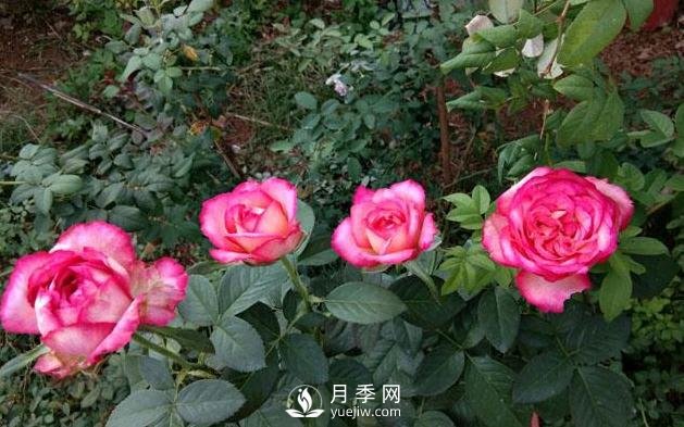 盆栽月季花，應該如何養(yǎng)殖呢(圖1)